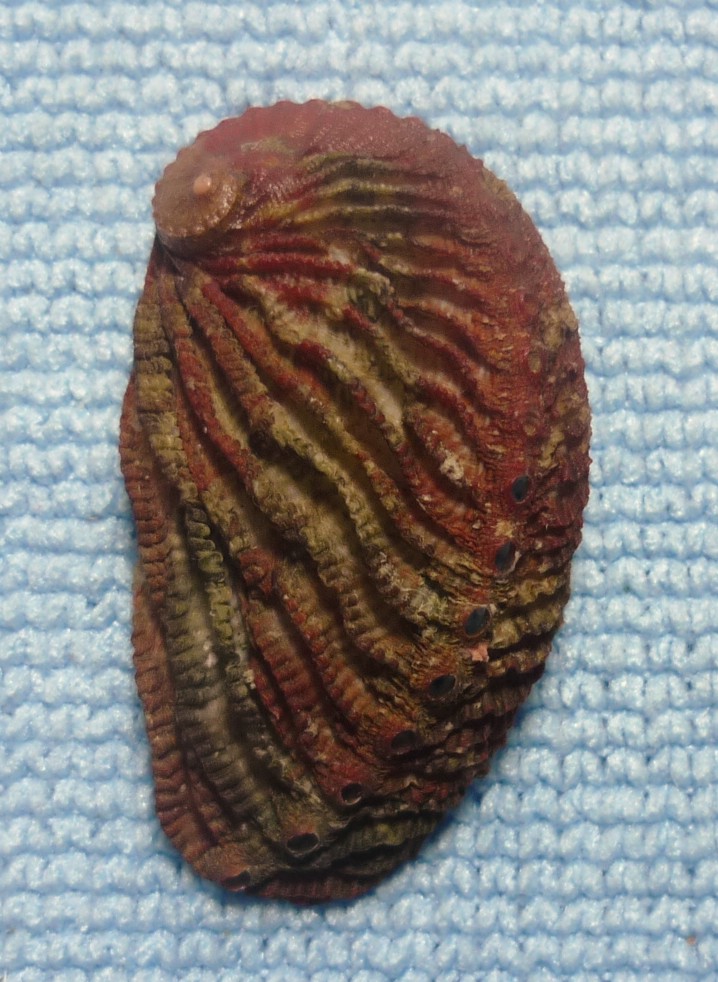 Haliotis tuberculata lamellosa